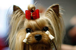 � ���-����� ��������� ����� ���������� �������� ����� Westminster Kennel Club Dog Show