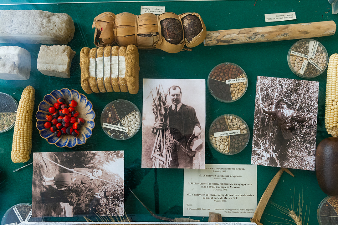 Коллекцию семян академика Вавилова вывозят из России в генный банк Ротшильдов